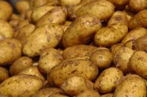 ضبط طن من البطاطا الفاسدة في الخليل
